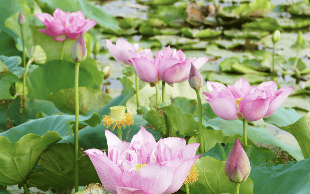 Community Garden Meditation